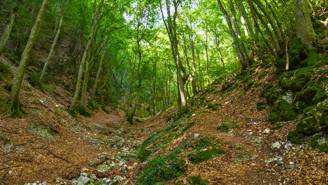 Hiking in the beech forest of Val di Ranco - Umbria - Italy
