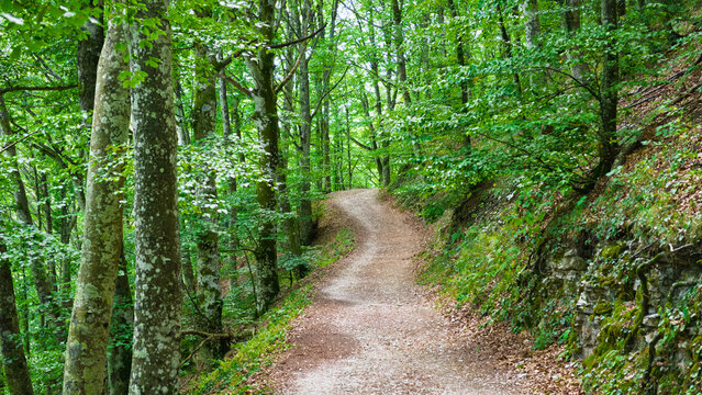 Hiking in the beech forest of Val di Ranco - Umbria - Italy