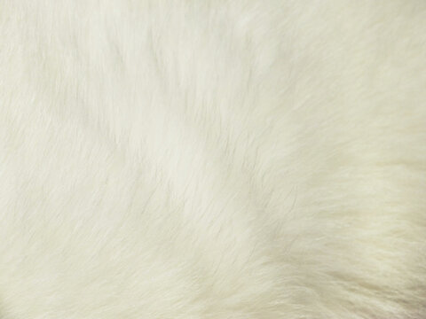 full frame white animal pets fur background close up with copy space for text, soft comfortable visual wallpaper