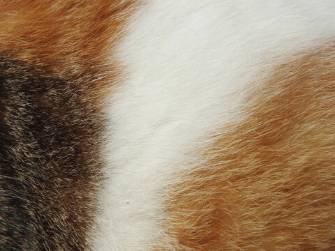 fur background, copy space, fur, texture, hair, pattern, white, skin, abstract, soft, coat, material, macro, nature, leather, cat, fox, dog, furry, textured, natural, brown, background, backdrop, cat 