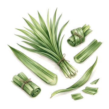 Watercolor botanical illustration of fresh pandan screwpine leaves
