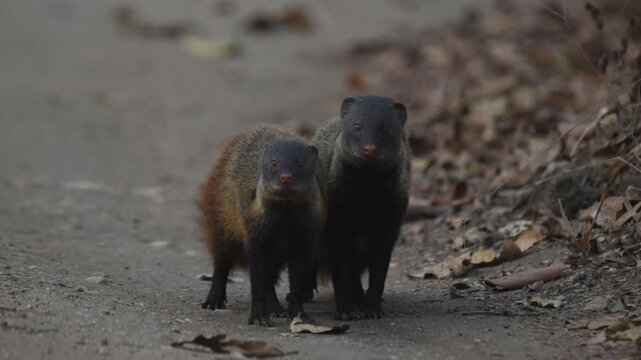 pair of stripe-necked mongooses, which are small predatory mammals native to the forests of southern India and Sri Lanka. The stripe-necked mongoose (Urva vitticolla) in the natural environment. 