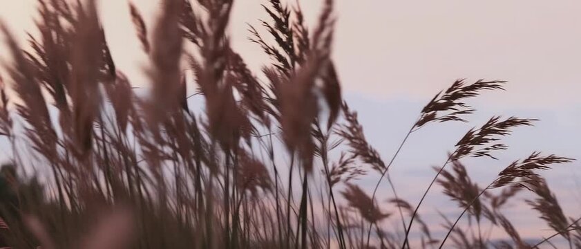 Tall reeds gently swaying in the wind against a soft pastel evening sky, peaceful cinematic nature scene with delicate grass silhouettes and dreamy atmospheric background