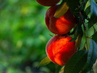 Ripe sweet peaches hanging on a branch illuminated by warm sunset light in an orchard © Julllia