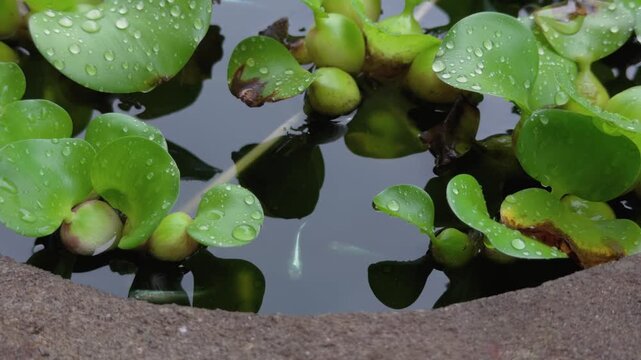 泳ぐメダカの群れ