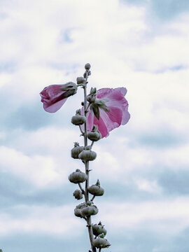 pink flower and blue sky