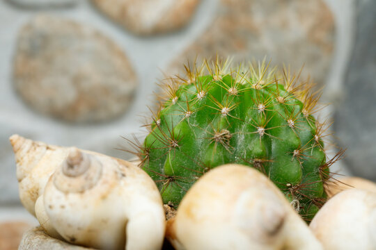 A green cactus growing in a pot as a decorative indoor houseplant, bringing a natural botanical element to the interior.