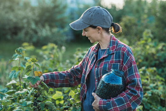 Smiling woman harvests fresh currant into a glass jar in the garden