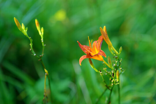 Hemerocallis Lilioasphodelus