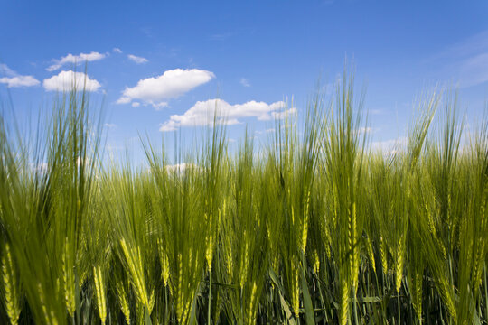 Germany, Rhineland Palatinate, Field of barley, close up