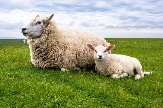 Ewe and lamb lying on a green dike in Sylt Germany
