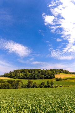 A lush green cornfield covers the rural landscape in Germany