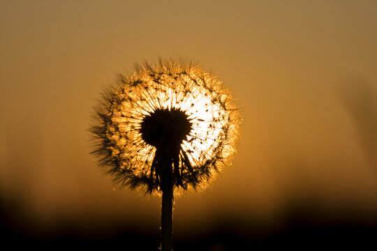 Germany, Bavaria, Dandelion head, close-up
