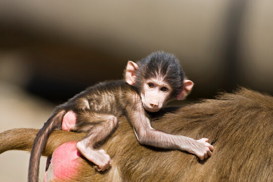 Portrait of a baboon (Papio hamadryas), close-up
