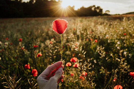 A woman holds a red poppy in a blooming meadow at sunset
