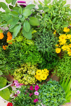 Edible flowers and herbs in garden from above including Salvia and parsley