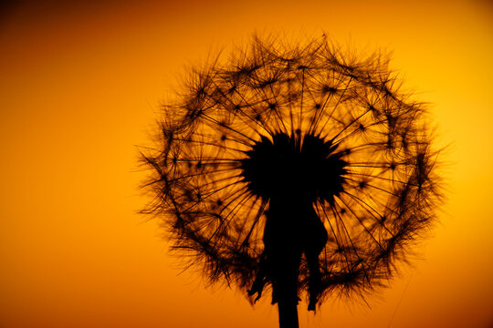 Common Dandelion, Taraxacum officinale, in backlight