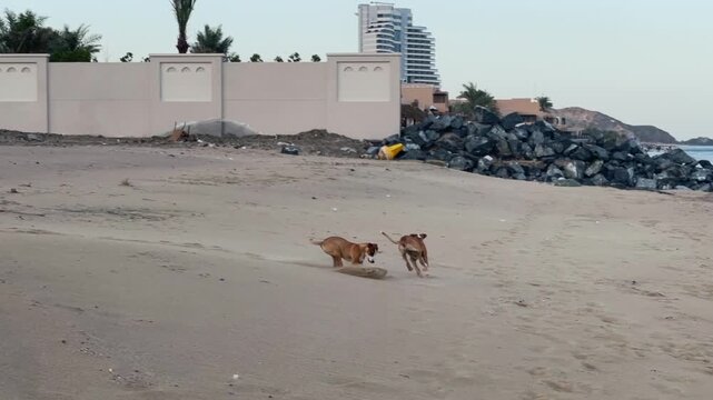 Dogs playing on a sandy beach