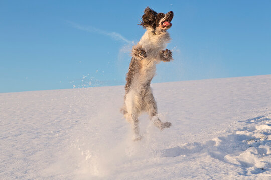 Germany, Bavaria, English Springer Spaniel playing in snow