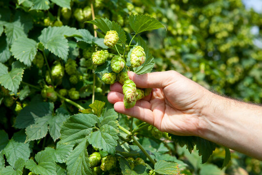 Farmer checking quality of hops