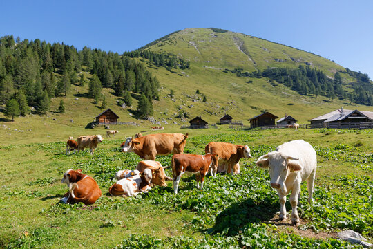 Austria, Carinthia , Karawanks, cows are on a pasture