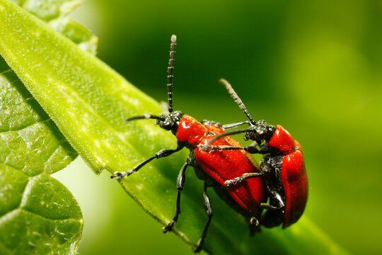 Germany, Bavaria, View of beetles on leaf