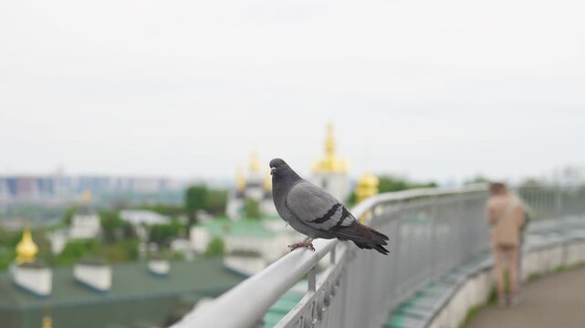gray pigeon on the fence
