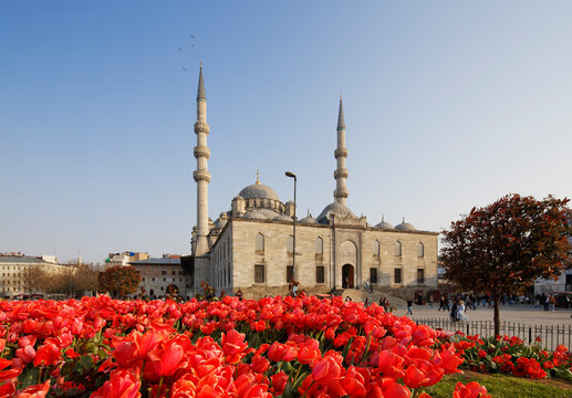Turkey, Istanbul, Tulip bed in front of Yeni Camii