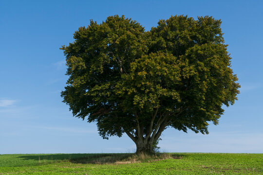 Germany, Beech tree on meadow
