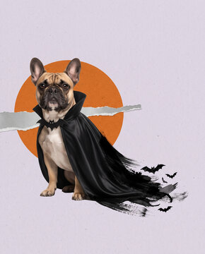 French bulldog in black cape for Halloween, playful pet costume portrait with orange moon, flying bats and whimsical holiday collage design with copy space