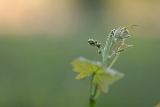 nuove foglie in un vigneto in primavera al tramonto