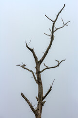 Obraz premium Isolated bare tree silhouette against a dense white foggy sky.