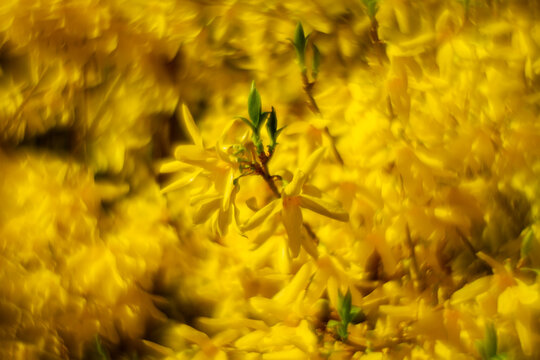 Abstract soft focus bright yellow spring floral background. Glow from custom single glass lens on forsythia blossoms.