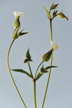 herbier botanique , modernit&eacute; ,silene vulgaris , caryophyllacea , fleur blanche ,l&eacute;g&egrave;ret&eacute; , a&eacute;rien , lanternes v&eacute;g&eacute;tales ,portrait de fleur , botanique 