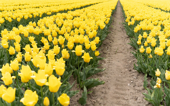 Rows of blooming yellow tulips stretching across an agricultural field in the Netherlands