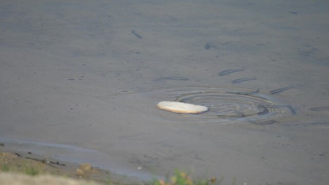 A piece of crusty white bread floating on the dark water of a pond. Beneath the surface, a multitude of small fish gather around the bread, actively nibbling and devouring pieces of it, creating const
