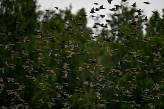A large flock of starlings flying together in unison against a blurred green forest background during migration.