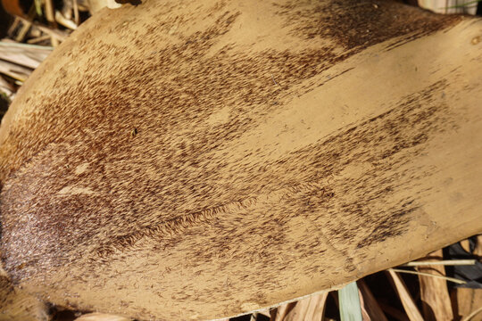 Weathered bark shows deep brown, textured patterns. Faded surface suggests age and natural wear. Dry, brittle leaves surround the base. Ideal for rustic, organic, or natural theme projects