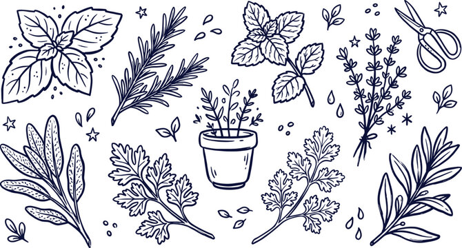 Fresh culinary herbs and spices vector doodle set with basil, rosemary, mint, and thyme icons