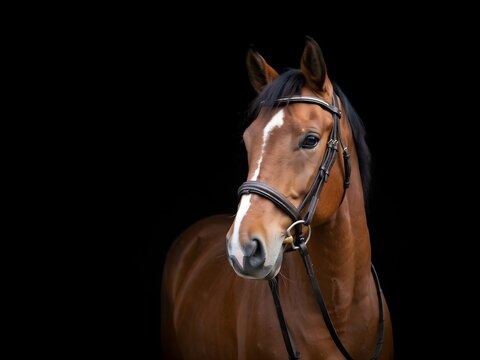 Portrait of a beautiful brown horse with bridle isolated on a black background