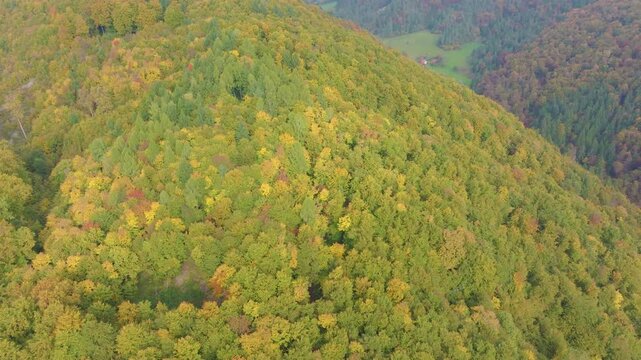 AERIAL: Densely forested hillside with green, yellow and orange treetops covering the rolling terrain. Autumn has conjured up a colour palette of warm shades that spread throughout mixed woodland.