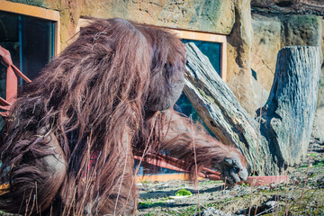 Bornean orangutan (Pongo pygmaeus © Alberto Giron 