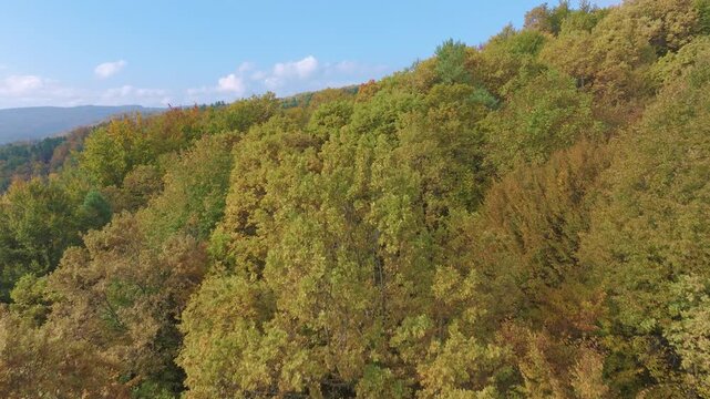 AERIAL Gliding above colorful forested hillside where autumn foliage spreads across rolling terrain beneath bright blue sky with soft clouds. Green, yellow and orange tones in scenic natural landscape