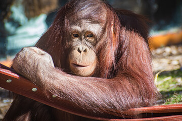 Bornean orangutan (Pongo pygmaeus © Alberto Giron 