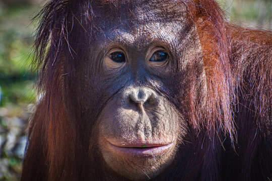 Bornean orangutan (Pongo pygmaeus