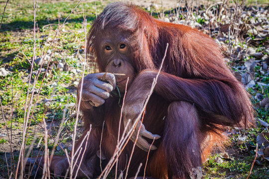 Bornean orangutan (Pongo pygmaeus