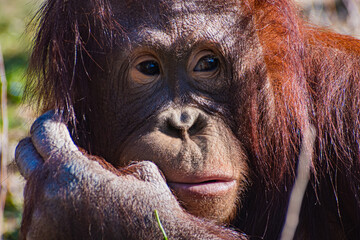 Bornean orangutan (Pongo pygmaeus © Alberto Giron 