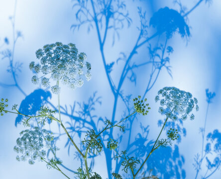 fleurs de carottes sauvages  et ombres bleues , fragilit&eacute; et d&eacute;licatesse , ombrelles , nature sauvage , beaut&eacute;  florale ,  graphique , design , 