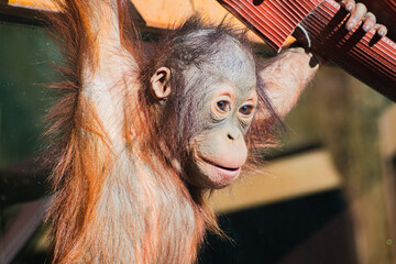 Bornean orangutan (Pongo pygmaeus © Alberto Giron 