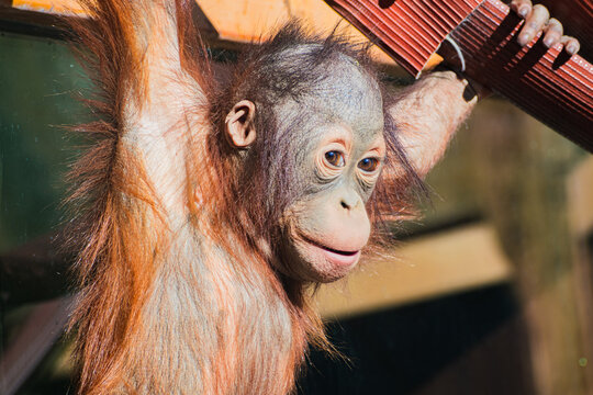 Bornean orangutan (Pongo pygmaeus